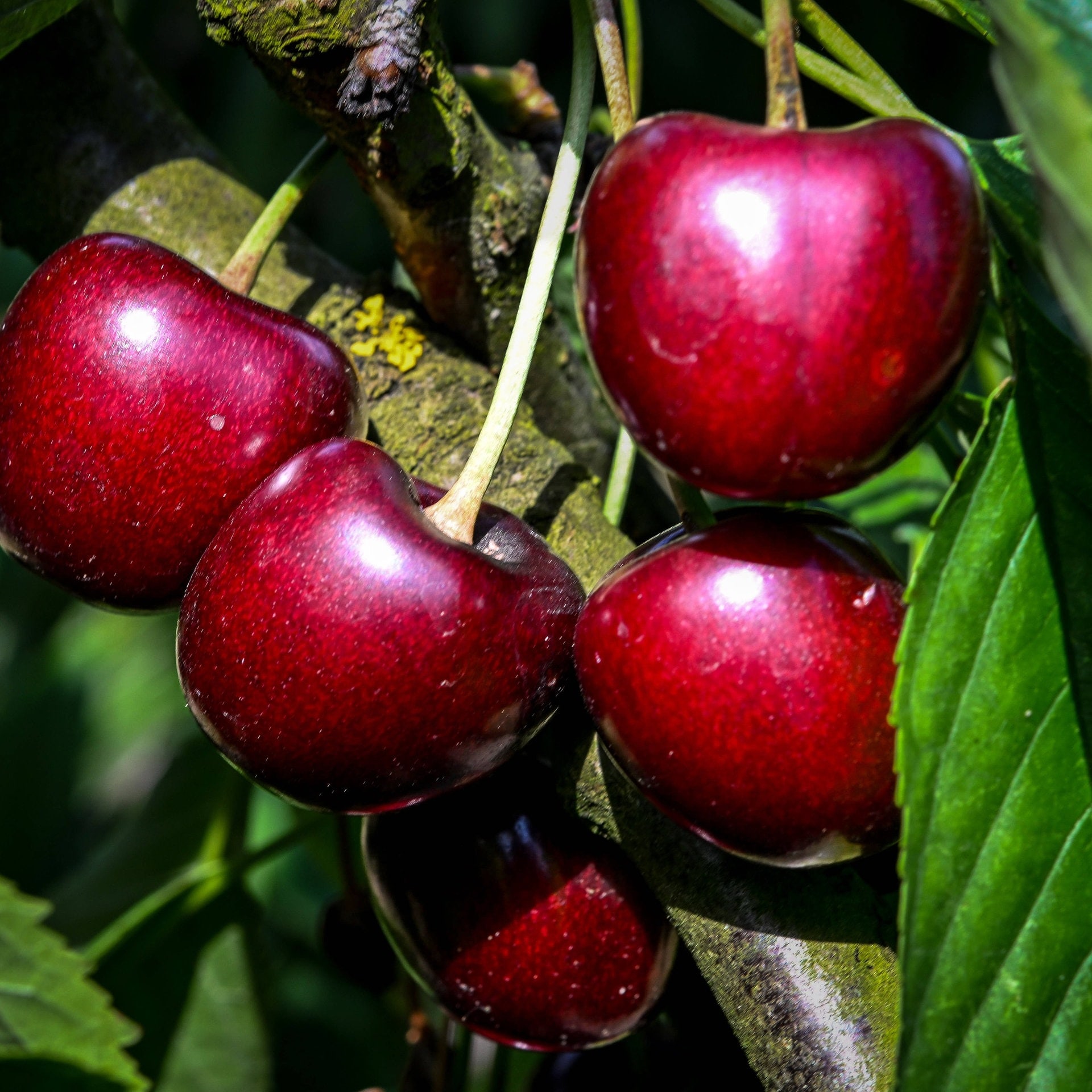 Trotz Hitze und Trockenheit: Gute Ernte für Obstbauern im Südwesten