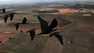 Waldrappe im Flug