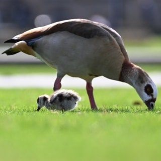 Eine Nilgans und ihr Nachwuchs im Schlossgarten nach Futter.
