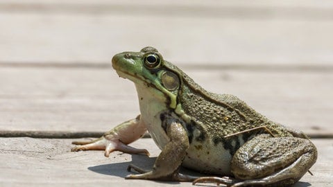 Invasive Arten: Der nordafrikanische Ochsenfrosch verspeist auch andere Frösche 