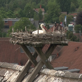 Ein Storch sitzt im Nest auf einem Dach.