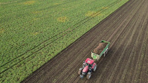 Das Mercosur-Abkommen sorgt bei landwirtschaftlichen Betrieben im Südwesten für Unruhe (Symbolbild: Zuckerrüben-Ernte)