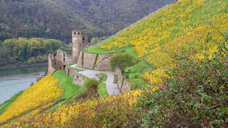 Blick auf herbstlich gefärbte Weinreben und die Burgruine Ehrenfels bei Rüdesheim.
