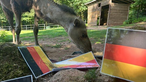 WM-Orakel Gaya aus dem Zoo Kaiserslautern sieht Deutschland für das letzte Vorrundenspiel knapp vorne. 