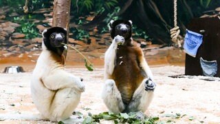 Zwei Kronensifaka-Brüder futtern Blätter in ihrem Gehege im Zoo Heidelberg. Sie haben weißes Fell. Nur im Gesicht ist es schwarz und am Bauch braun.