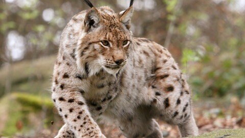 Ein Luchs in einem Waldgehege (Symbolbild). Die Wiederansiedlung der Luchse im Pfälzerwald war erfolgreich.