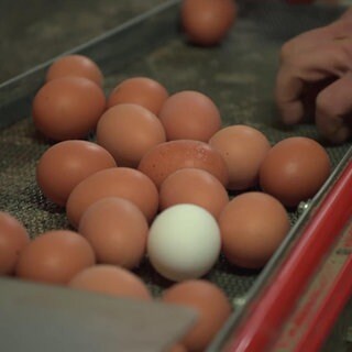 Eier