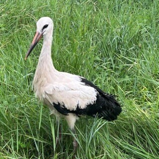 Der Storch steht nach seiner Rettung von den Gleisen in einer Wiese bei Bingen.