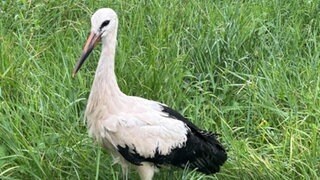 Der Storch steht nach seiner Rettung von den Gleisen in einer Wiese bei Bingen.