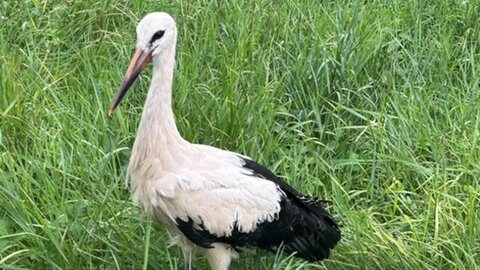 Der Storch steht nach seiner Rettung von den Gleisen in einer Wiese bei Bingen.
