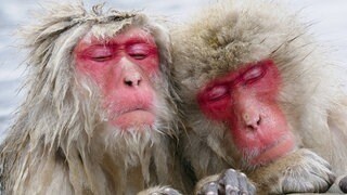 Zwei schlafende Schneeaffen in einer heißen Quelle in Japan: Woher kommt die Redewendung "Klappe zu, Affe tot"?