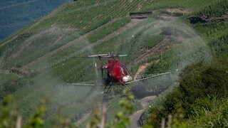 Steillagen-Winzer dürfen an der Mosel trotz Apollofalter mit dem Hubschrauber Pestizide spritzen.