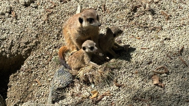 Erdmännchen im Zoo Kaiserslautern