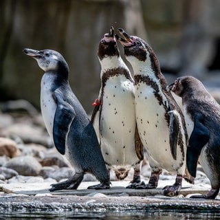 Humboldtpinguine