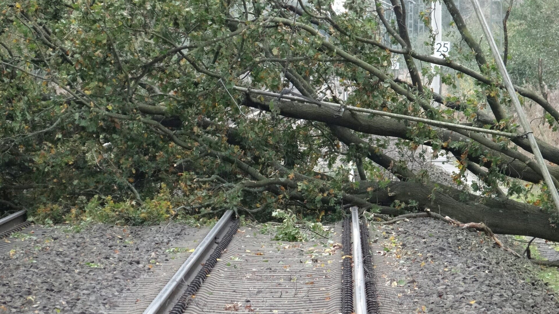 Sturm in der Westpfalz: Umgestürzte Bäume verursachen Strom- und Zugausfälle