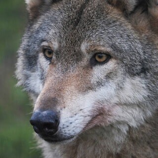 (Symbolbild) Der Kopf von einem Wolf: Wenn die letzte Vergrämungsaktion im Herbst nicht klappt, droht dem Hornisgrinde-Wolf der Abschuss.