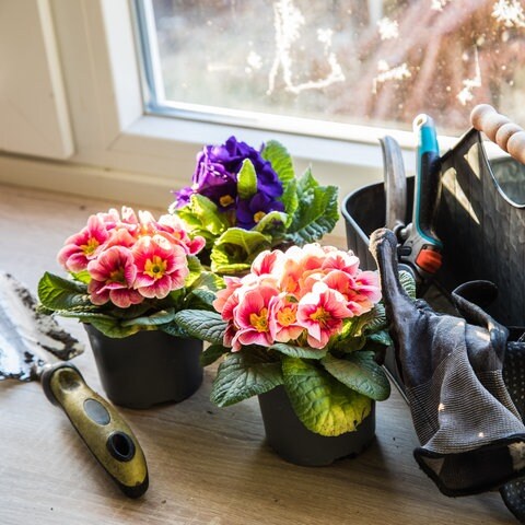 Drei Primeln stehen mit Gartenwerkzeug auf einer Fensterbank, bereit sie zu pflanzen