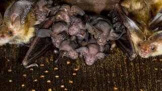 Braune Langohrfledermaus, Grossohr (Plecotus auritus), junge Fledermaeuse zwischen alten. Archivfoto.