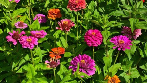 Sommerblumen: Zinnien blühen im Garten in Rosa, Rot und Orange.