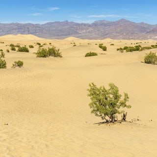 Symbolbild: Weitschweifender Blick auf die flachen Sanddünen von Mesquite, die eine Wüstenlandschaft mit spärlichen grünen Sträuchern und Bergen unter einem strahlend blauen Himmel im Death Valley National Park in Kalifornien