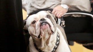 Eine Old English Bulldogge an der Leine (Symbolbild). 