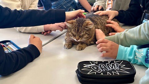 Schulkater Max kommt jeden Tag freiwillig zur Schule in Ostrach und mischt den Unterricht auf. 