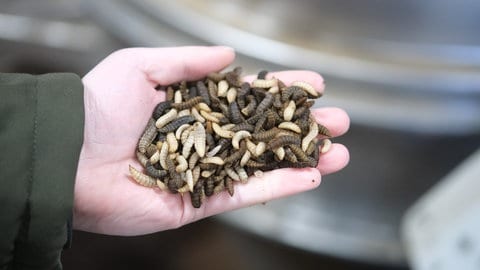 Lebende Larven der Schwarze Soldatenfliege