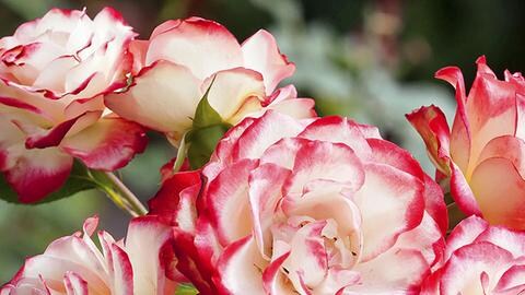 Weiß-rot-rosa Blüten einer Edelrose im Garten.