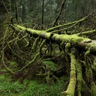 Ein toter Baum im Nationalpark Schwarzwald