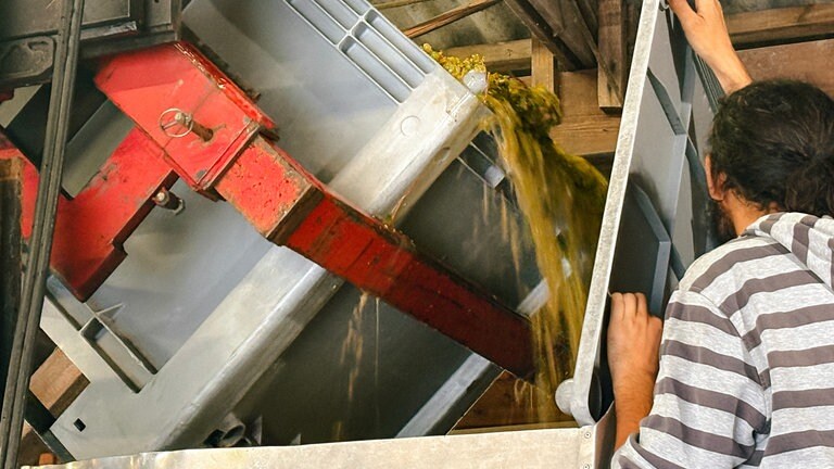 Die Trauben werden direkt auf dem Weingut Waldkirch gekeltert.