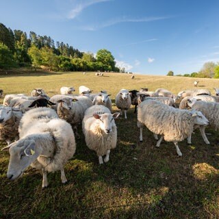 In Rangendingen ist das Q-Fieber ausgebrochen. Menschen können sich etwa bei Schafen anstecken. (Symbolbild)