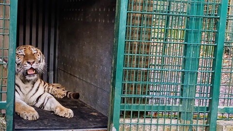 Der neue sibirische Tiger im Zoo Landau