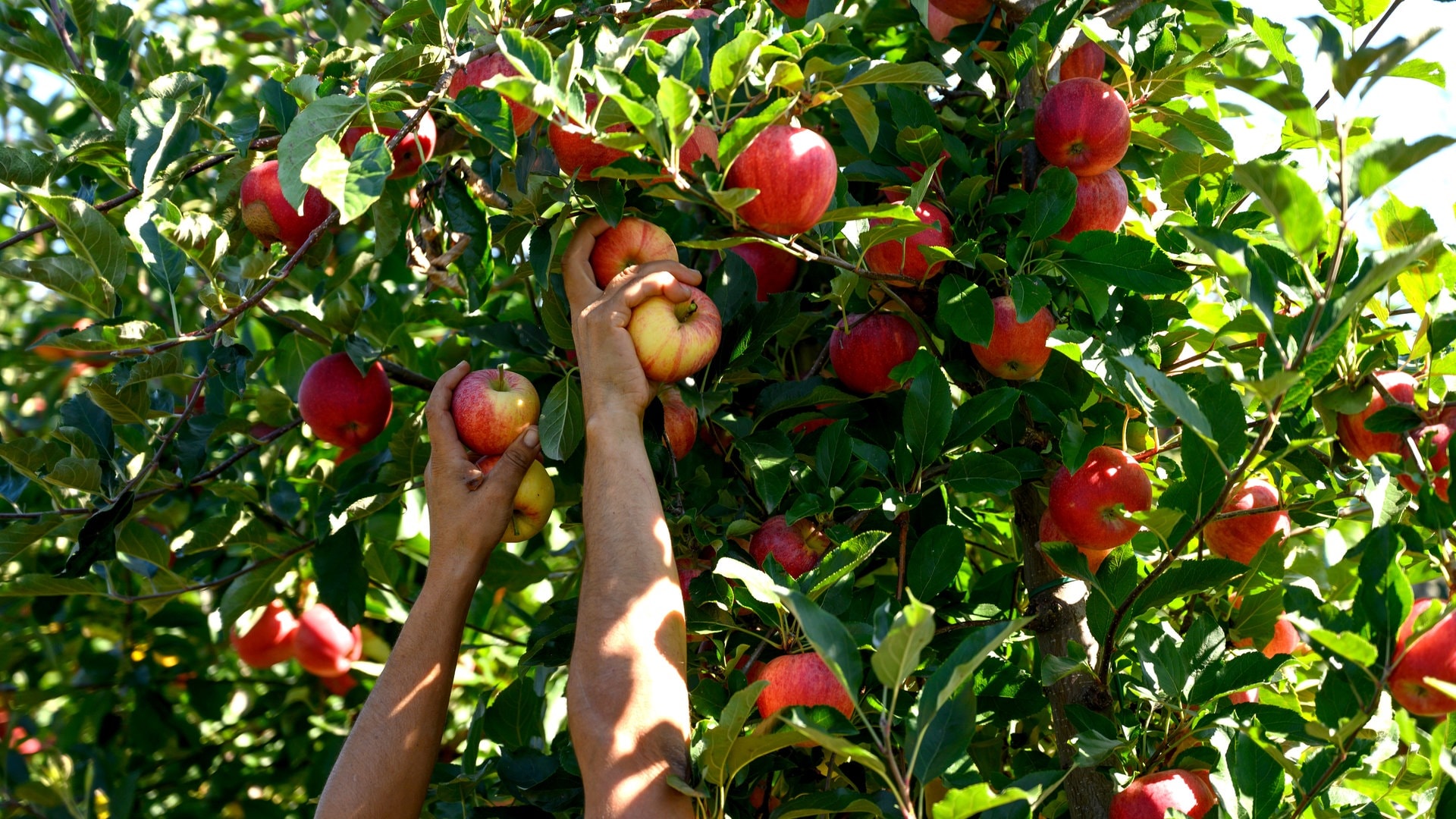 Apfel und Ei als Wurfgeschoss - Streich oder Straftat?