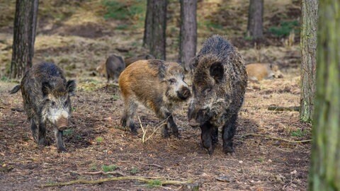 Mehrere Wildschweine stehen zwischen Bäumen (Symbolbild). Zehn Tiere sollen durch Hatzenbühl gerannt sein.