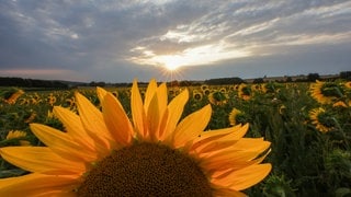 Wolken und Sonne wechseln sich am Morgen hinter einem Sonnenblumenfeld ab. Das Wetter in Baden-Württemberg am Wochenende wird heiter bis wolkig bei teils kräftigem Wind.