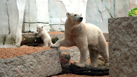 Das Eisbär-Baby und Mama Nuka erkunden das Außengelände im Karlsruher Zoo.