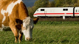 Eine entlaufene Kuh hat in Crailsheim den Bahnverkehr gestoppt. (Symbolbild) 