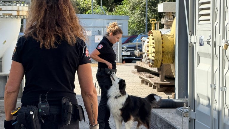 Auf dem Gelände des Fraunhofer-Instituts bei Karlsruhe wird mit Hunden die Suche nach Sprengstoff trainiert.