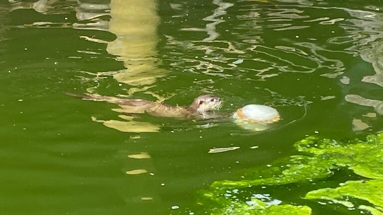 Hitze im Zoo Landau: So kommen die Tiere durch den Sommer