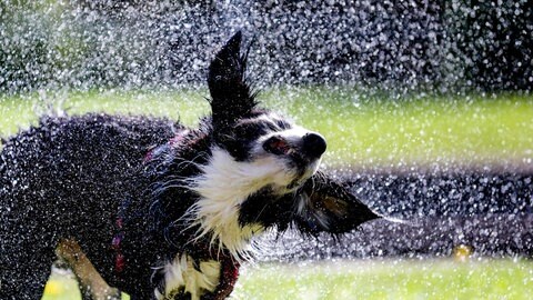 Hund schüttelt sich an einem heißen Tag. Wassertropfen fliegen aus seinem Fell. 