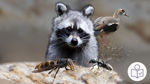 Waschbär, Insekten und Nil·gans in einem Bild zusammen·gefügt. Rechts das SWR Logo für Leichte Sprache.