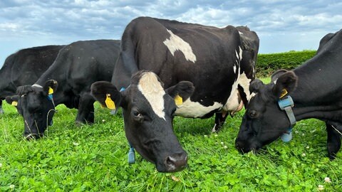 Auf der Versuchsfarm im Forschungszentrum Teagasc Moorepark grasen Milchkühe im Dienst der Wissenschaft. Sensoren an Kuh-Halsbändern messen die Körpertemperatur der Tiere, die Zahl der Kaubewegungen beim Grasen und die Ruhephasen. Ein vollautomatisches System aus Transpondern, Schleusen und Toren sortiert bei Bedarf kranke oder trächtige Tiere aus der Herde.