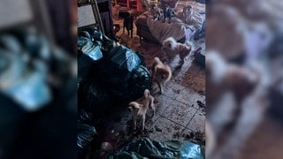 Die geretteten Tiere
