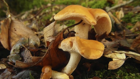 Semmel-Stoppelpilz