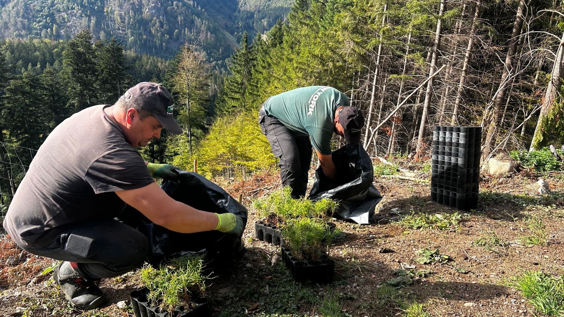 Türkische Tannen gegen den Klimawandel - sieht so der Wald von morgen aus?