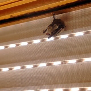 Fledermaus in der Wohnung: So reagierst du richtig