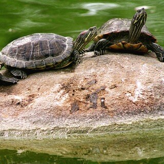 Drei Rotwangenschildkröten beim Sonnenbad.