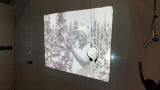 Wie die Rebsorte Müller-Thurgau vor 100 Jahren nach Deutschland geschmuggelt wurde. Das Vineum Bodensee in Meersburg widmet dem abenteuerlichen Unterfangen, angeregt von Johann Baptist Röhrenbach, eine Sonderausstellung.