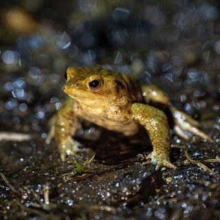 Eine Kröte wandert bei Dunkelheit und im Regen über eine nasse Fahrbahn. Die Amphibienwanderung bei Bingen ist in vollem Gang.