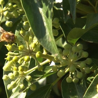 Efeu-Seidenbiene